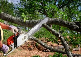 Best Storm Damage Tree Cleanup  in Cambridge, MN